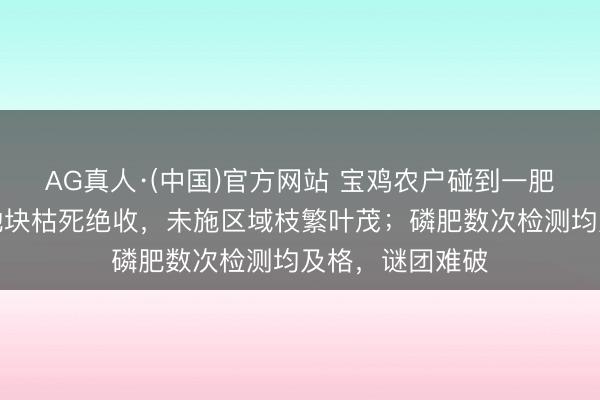 AG真人·(中国)官方网站 宝鸡农户碰到一肥两重天：施肥地块枯死绝收，未施区域枝繁叶茂；磷肥数次检测均及格，谜团难破